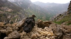 Vedci našli nečakaný zdroj archeologických pokladov. Neprístupné hniezda dravých vtákov sú ako okná do minulosti