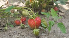 Komáre na Záhorí postriekali. Ľudia však nevedia, či teraz môžu jesť plodiny zo svojich záhrad