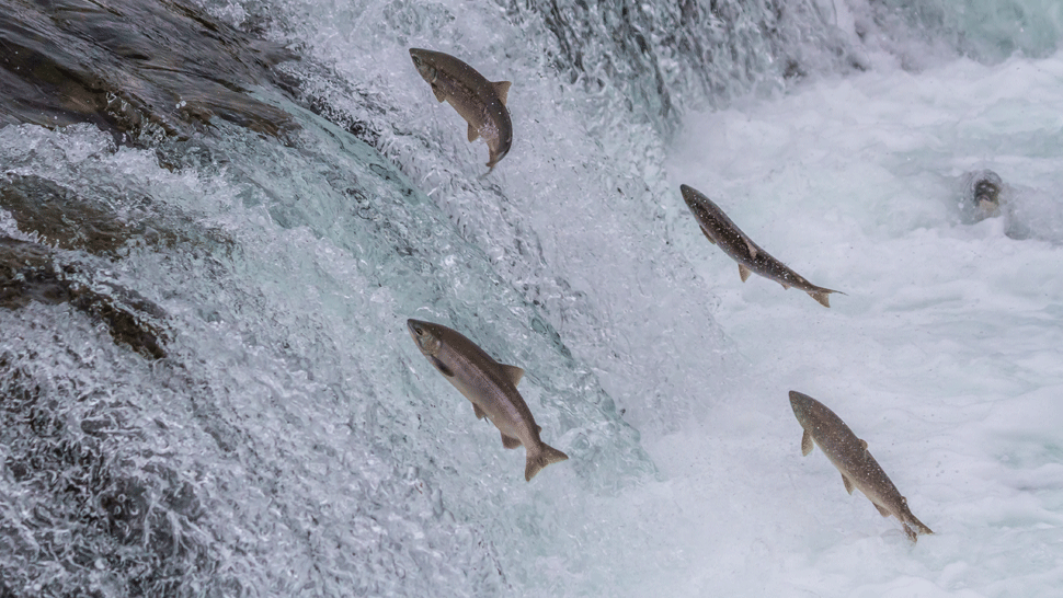 Lososie mäso môže čoskoro zdražieť. Vývoz ohrozí výstavba bane na Aljaške