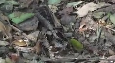 Dokonalá kamufláž. Uhádnete, kde sa skrýva malý vtáčik? (video)