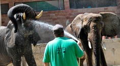 Roztomilé FOTO: Takto osviežujú zvieratá počas horúčav v najznámejšej slovenskej ZOO