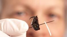 Lekári si mysleli, že je sfetovaný. Nakoniec mu z ucha vytiahli živého chrobáka