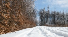 Dorazí na Slovensko prvá poriadna snehová nádielka? Výstrahy platia pre väčšinu okresov (MAPA)