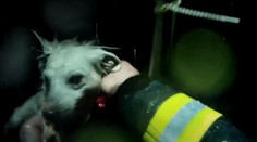 VIDEO: Pes spadol do studne a z prasknutého potrubia sa naňho liala voda. Veliteľ hasičov neváhal