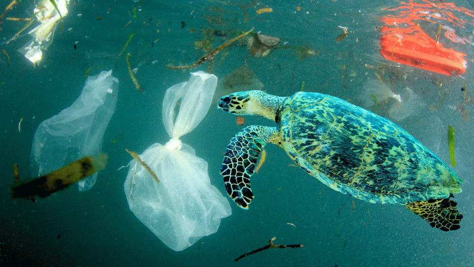 Ešte nie je neskoro? Vedci zistili, ako zachrániť oceány, toto sú ich opatrenia