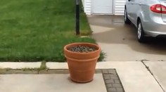 Rozkošné video. Hravý psík sa zahral na schovávačku