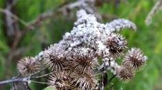 Na Slovensku udrú mrazy. Viaceré regióny čaká najchladnejšie ráno tohto leta