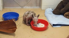 V Kalifornii natrafili na zvláštne vyzerajúceho tvora bez srsti