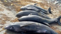 More vyplavilo najmenej 80 uhynutých delfínov. Úrady v Ghane varujú, aby ich ľudia nejedli