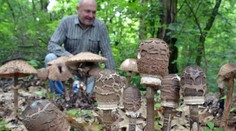 Narástlo ich toľko, že na ne mohol ísť s kosou