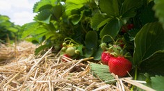 Jahody - ovocíčko vhodné na začiatku diéty