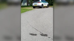 Policajti zrazili psa a pokračovali v jazde. Neskôr tvrdili, že si  ho pomýlili s kameňom