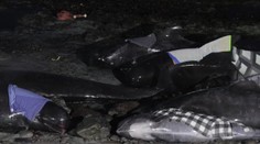 Na Islande sa na breh vyvrhli desiatky veľrýb, záchranné tými pracovali celú noc