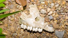 Sci-fi sa mení na realitu: Vedci plánujú vzkriesiť takmer 100 rokov vyhynuté zviera