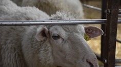 Útok vlkov na Orave: Na salaši zabili takmer sto oviec