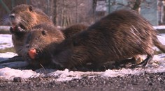 Nutrie sa premnožili na viacerých miestach. Domáci sa tešia z atrakcie, ochranári to vidia úplne inak