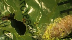 Došla už prírode trpezlivosť? Vedci objavili larvu, ktorá môže zachrániť ľudstvo