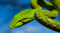 Obľúbenú turistickú destináciu zamorili hady či potkany. Dôvodom sú vysoké teploty a odpadky