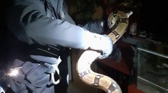 Panika v Prievidzi. Z jedného z bytov ušiel vyše dvojmetrový veľhad kráľovský