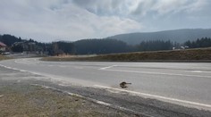 Na pohľad milý, no v skutočnosti nebezpečný. Na Donovaloch leží už niekoľko dní zrazené exotické zviera