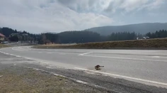 Na pohľad milý, no v skutočnosti nebezpečný. Na Donovaloch leží už niekoľko dní zrazené exotické zviera