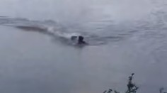 VIDEO: Muž nerešpektoval upozornenie, takmer na to doplatil. Prenasledoval ho a vzápätí napadol aligátor