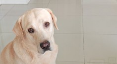 Britku (†83) oblízal vnučkin pes. O pár dní na to zomrela