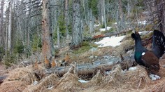 Nášmu ohrozenému vtákovi vyrúbali časť územia, na ktorom sa cíti v bezpečí