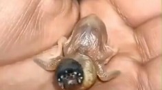 VIDEO: Záhadné stvorenie s čudnými ústami rozdeľuje internet. Viete, o čo ide?