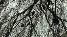 FOTO a VIDEO: V Trnave sedí na jednom strome 27 sov