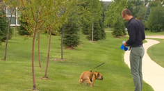 Ľudia mali dosť psích výkalov: Vynašli spôsob, ktorý sa na 100 percent osvedčil