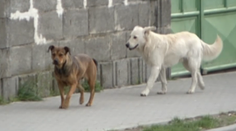 Celú dedinu terorizujú psy: Majitelia sa k nim nepriznávajú