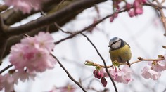 Vyťahujte jarníky, poriadne sa oteplí