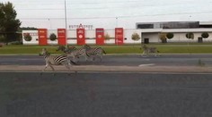 Groteska na ceste: Majiteľ cirkusu naháňal zvieratá na štvorprúdovke