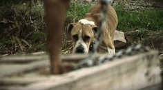 Držia ich na psie zápasy? Na bývalom družstve sme našli asi 70 psov