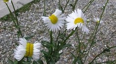 V blízkosti Fukušimi vyrástli zmutované kvety