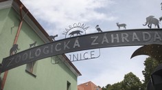 Pre vtáčiu chrípku museli v bojnickej ZOO utratiť desiatky vtákov