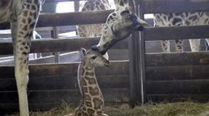 Najnovší prírastok bratislavskej ZOO je samček žirafy. Meno mu vyberiete vy