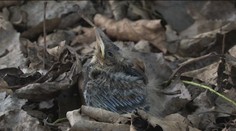 Viete, čo máte robiť, ak nájdete opustené vtáča? Zobrať ho domov je trestné