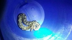 Nočný šok v Prievidzi. Do bytu na treťom poschodí vliezol meter a pol dlhý had