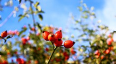 Obdobie šípok je tu! Nazbierajte tie správne a vyliečte s nimi zdravotné problémy