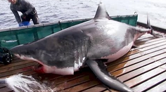 Gigantický žralok úplne zblízka. Jeho telo vás vydesí