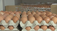 Niektoré reťazce menia predaj vajec. Od januára to zdraží nákupy