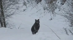 Video, na ktorom sa lesník prihovára medveďovi, sa stalo veľkým hitom