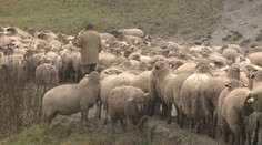 Oviec na našich pasienkoch ubúda. Hrozí, že tradičné salaše o pár rokov zaniknú