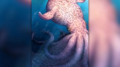 Mohli byť väčšie než vodné dinosaury. Vedci získali nové informácie o pradávnych obrovských chobotniciach