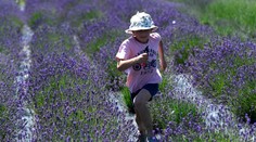 Vo Svinnej pri Trenčíne organizovali samozber levandule. Pozrite sa na to nádherné pole
