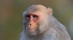 Skupina opíc vtrhla do domu a uniesla dvojmesačného novorodenca, ktorého následne zabila