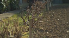 S prácami v záhrade sa netreba ponáhľať. Február bude ešte poriadne mrazivý