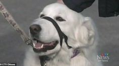 VIDEO: Pes hrdina zachránil svoju majiteľku. Fantastické, čo urobil, keď odpadla na ulici